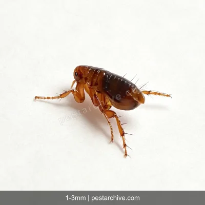 Fleas (Cat flea, Dog flea, Human flea) | pestarchive.com