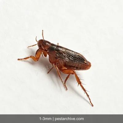 Fleas (Cat flea, Dog flea, Human flea) | pestarchive.com