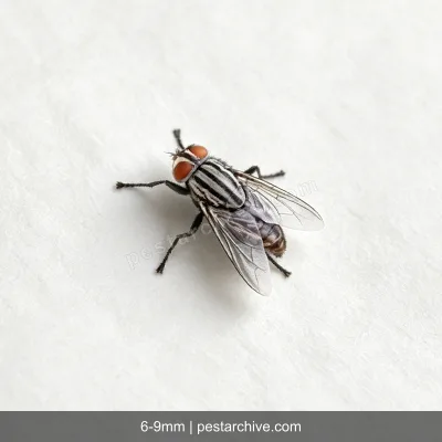 Mosconi della carne (Mosca verde, Mosca blu, Moscone) | pestarchive.com