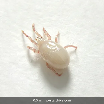 Acari della farina (Acaro dello stoccaggio) | pestarchive.com