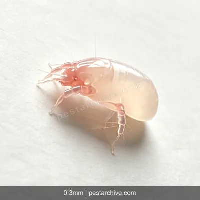Acari della farina (Acaro dello stoccaggio) | pestarchive.com