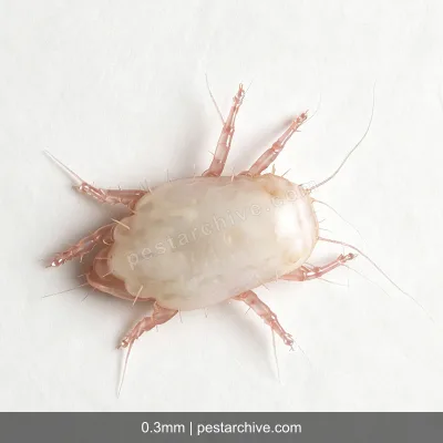 Acari della farina (Acaro dello stoccaggio) | pestarchive.com