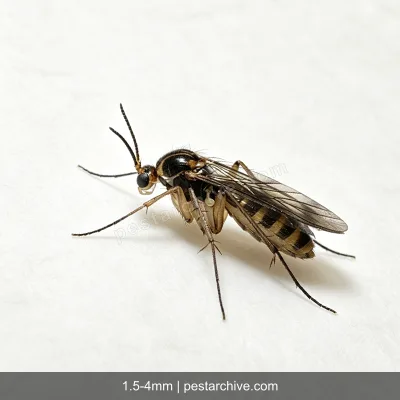 Mosquitos-dos-fungos (Mosquinha do substrato) | pestarchive.com