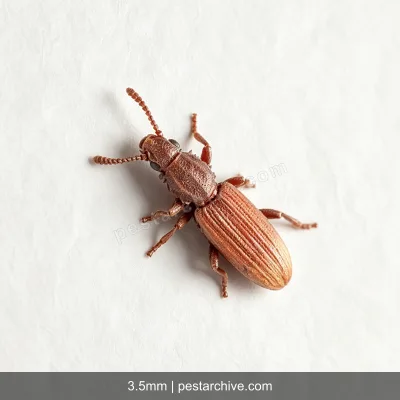 Coleotteri dei cereali (Tribolio rosso della farina, Verme della farina) | pestarchive.com