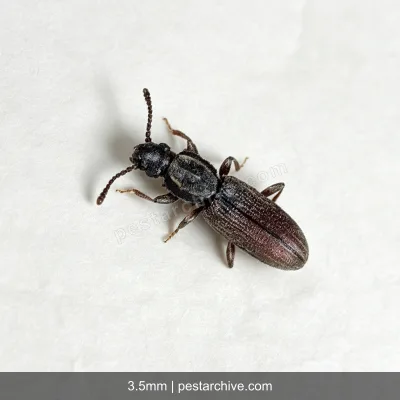 Coleotteri dei cereali (Tribolio rosso della farina, Verme della farina) | pestarchive.com