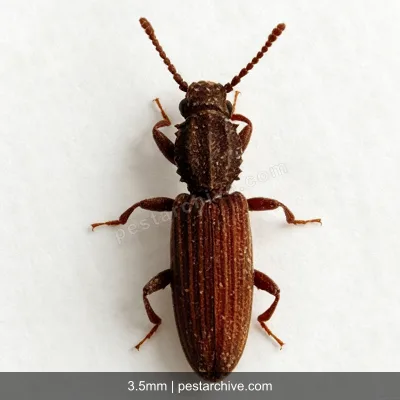 Coleotteri dei cereali (Tribolio rosso della farina, Verme della farina) | pestarchive.com