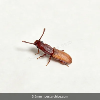 Coleotteri dei cereali (Tribolio rosso della farina, Verme della farina) | pestarchive.com