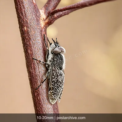 Tafani (Mosca cavallina, Mosca dei cavalli, Assillo) | pestarchive.com