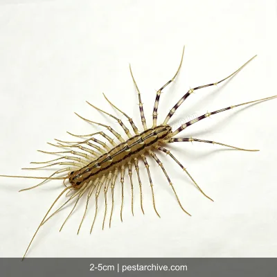 Spinnenläufer (Spinnenassel) | pestarchive.com