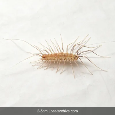 Spinnenläufer (Spinnenassel) | pestarchive.com