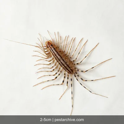 Spinnenläufer (Spinnenassel) | pestarchive.com