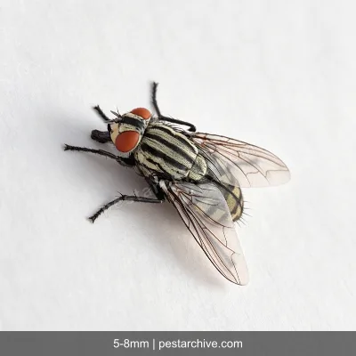 Stubenfliegen (Hausfliege, Große Stubenfliege, Kleine Stubenfliege) | pestarchive.com