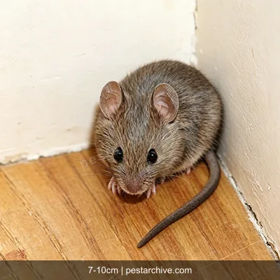 Hausmäuse (Maus) | pestarchive.com