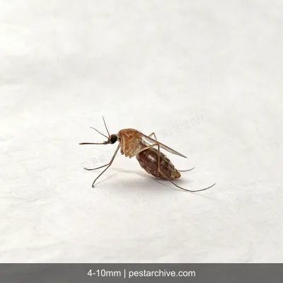 Hausmücken (Stechmücke, Culex-Mücke, Gemeine Stechmücke) | pestarchive.com