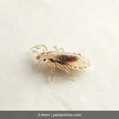 Piolhos (Piolho de cabeça, Piolho de corpo, Chato) | pestarchive.com