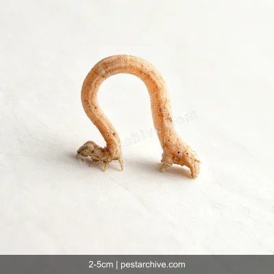 Spannraupen (Frostspanner, Messer-Raupe) | pestarchive.com
