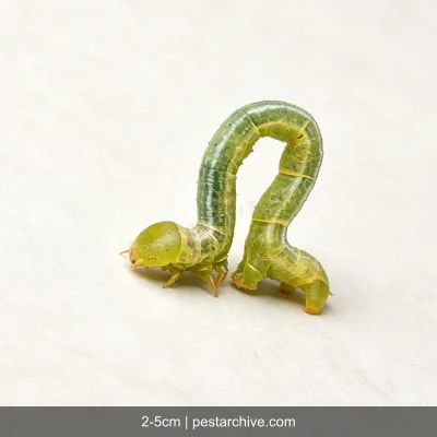 Spannraupen (Frostspanner, Messer-Raupe) | pestarchive.com