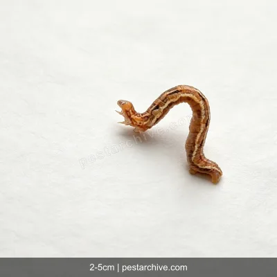 Spannraupen (Frostspanner, Messer-Raupe) | pestarchive.com