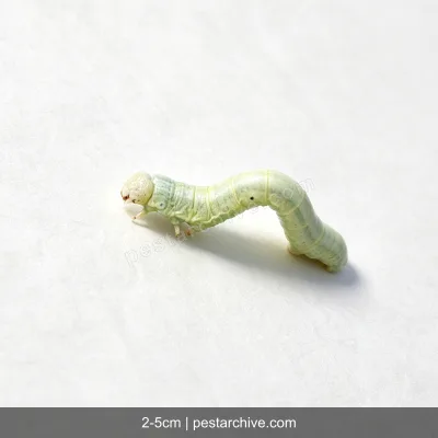 Spannraupen (Frostspanner, Messer-Raupe) | pestarchive.com