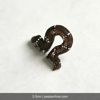 Spannraupen (Frostspanner, Messer-Raupe) | pestarchive.com