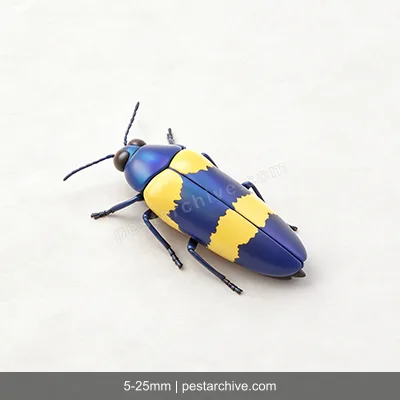 Coleotteri gioiello (Buprestide, Agrilus) | pestarchive.com
