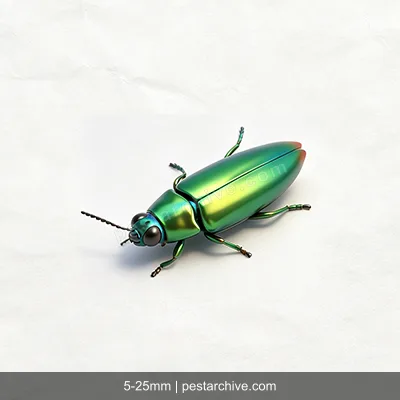 Coleotteri gioiello (Buprestide, Agrilus) | pestarchive.com