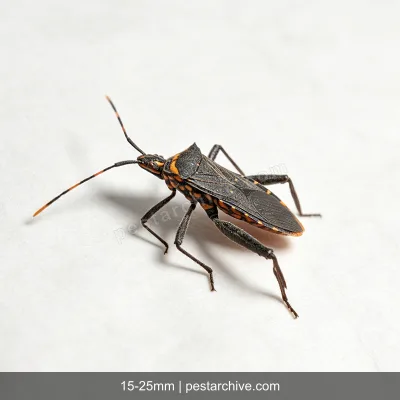 Raubwanzen (Kusswanze, Vinchuca, Chagas-Wanze) | pestarchive.com
