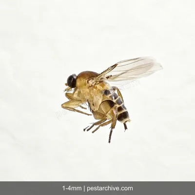 Buckelfliegen (Sargfliegen, Buckelmücken, Phoriden) | pestarchive.com