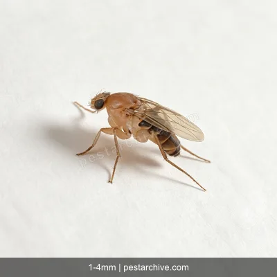 Buckelfliegen (Sargfliegen, Buckelmücken, Phoriden) | pestarchive.com