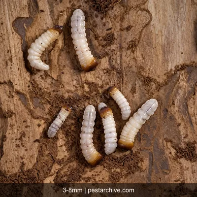 Coleotteri del legno (Tarlo dei mobili, Tarlo comune, Lyctus) | pestarchive.com