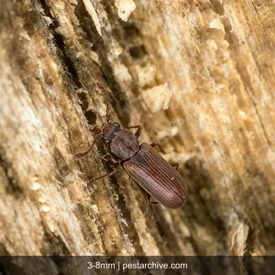 Coleotteri del legno (Tarlo dei mobili, Tarlo comune, Lyctus) | pestarchive.com