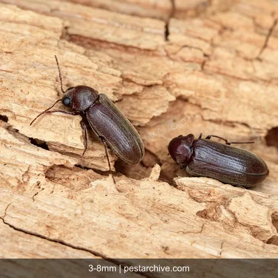 Coleotteri del legno (Tarlo dei mobili, Tarlo comune, Lyctus) | pestarchive.com