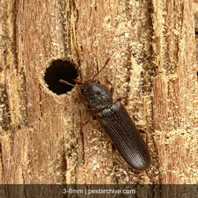Coleotteri del legno (Tarlo dei mobili, Tarlo comune, Lyctus) | pestarchive.com