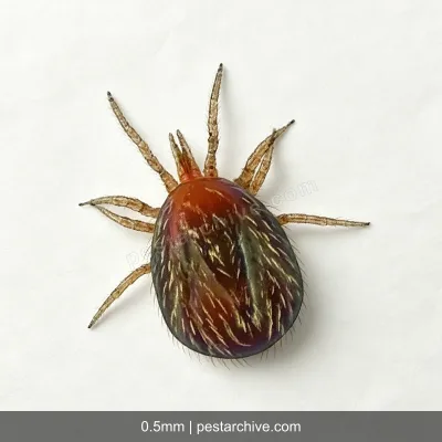 Rattenmilben (Tropische Rattenmilbe, Vogelmilbe, Rote Vogelmilbe, Hühnermilbe) | pestarchive.com
