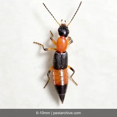 Staffilinidi (Paederus, Coleottero errante) | pestarchive.com