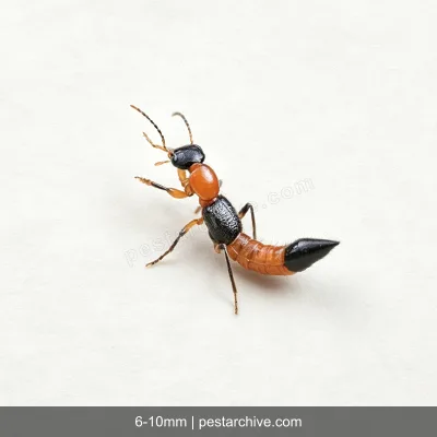 Staffilinidi (Paederus, Coleottero errante) | pestarchive.com
