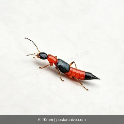 Staffilinidi (Paederus, Coleottero errante) | pestarchive.com