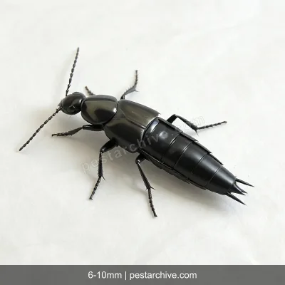 Staffilinidi (Paederus, Coleottero errante) | pestarchive.com