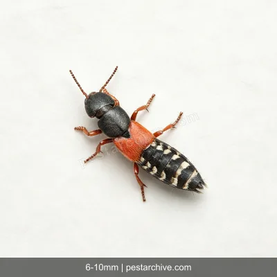Staffilinidi (Paederus, Coleottero errante) | pestarchive.com