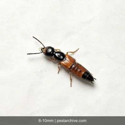 Staffilinidi (Paederus, Coleottero errante) | pestarchive.com