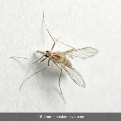 Flebotomi (Mosca della sabbia, Flebotomo) | pestarchive.com