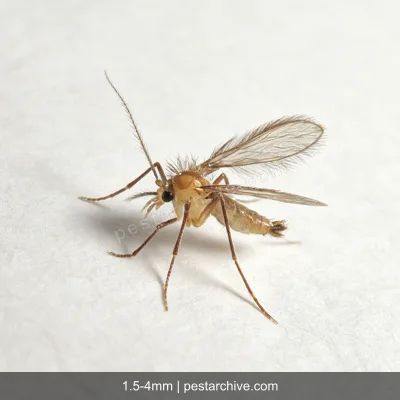 Flebotomi (Mosca della sabbia, Flebotomo) | pestarchive.com