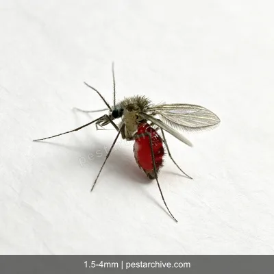 Flebotomi (Mosca della sabbia, Flebotomo) | pestarchive.com