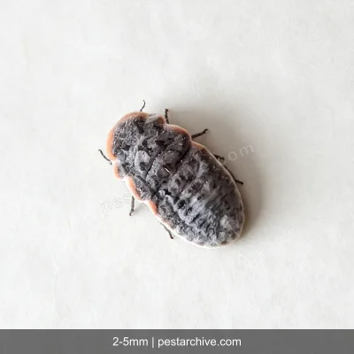 Schildläuse (Napfschildlaus, Wollschildlaus, Schmierlaus) | pestarchive.com