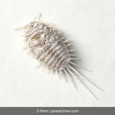 Schildläuse (Napfschildlaus, Wollschildlaus, Schmierlaus) | pestarchive.com