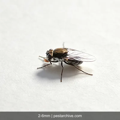 Moscerini delle rive (Mosca delle saline) | pestarchive.com