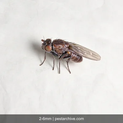 Moscerini delle rive (Mosca delle saline) | pestarchive.com