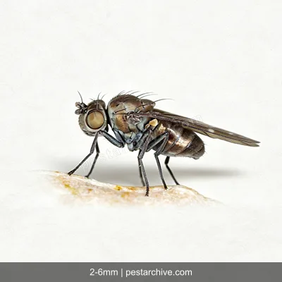 Moscerini delle rive (Mosca delle saline) | pestarchive.com