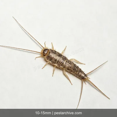 Pesciolini d'argento (Lepisma saccharina, Acciughina) | pestarchive.com