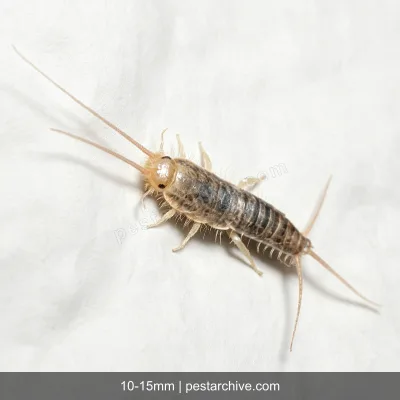 Pesciolini d'argento (Lepisma saccharina, Acciughina) | pestarchive.com